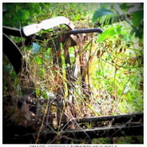 Where is 2016? 식물이 나온 화면